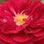 Roșu - Trandafir pentru straturi Floribunda - Bordeaux ®